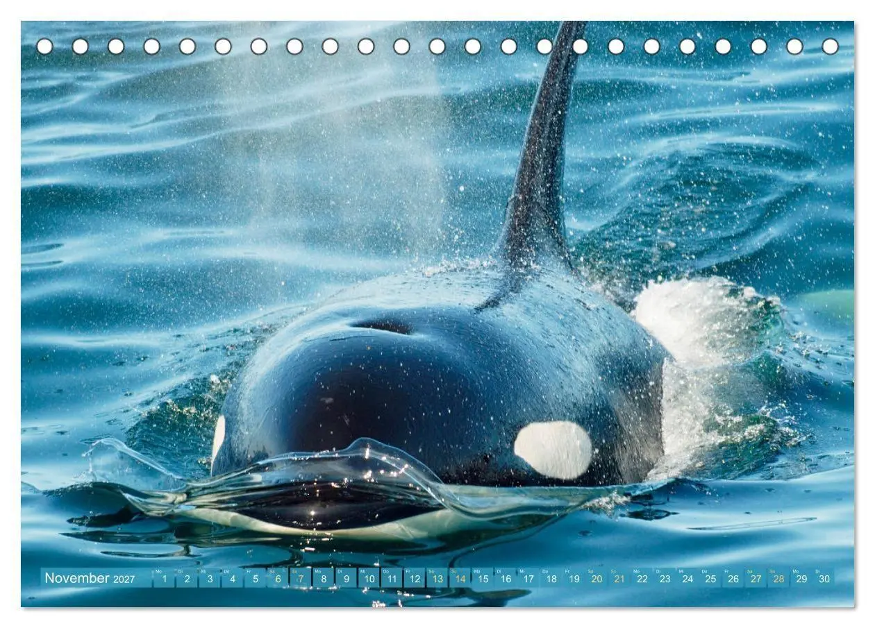 Bild: 9783569246119 | Orcas: Schwarz-weiße Giganten (Tischkalender 2027 DIN A5 quer),...