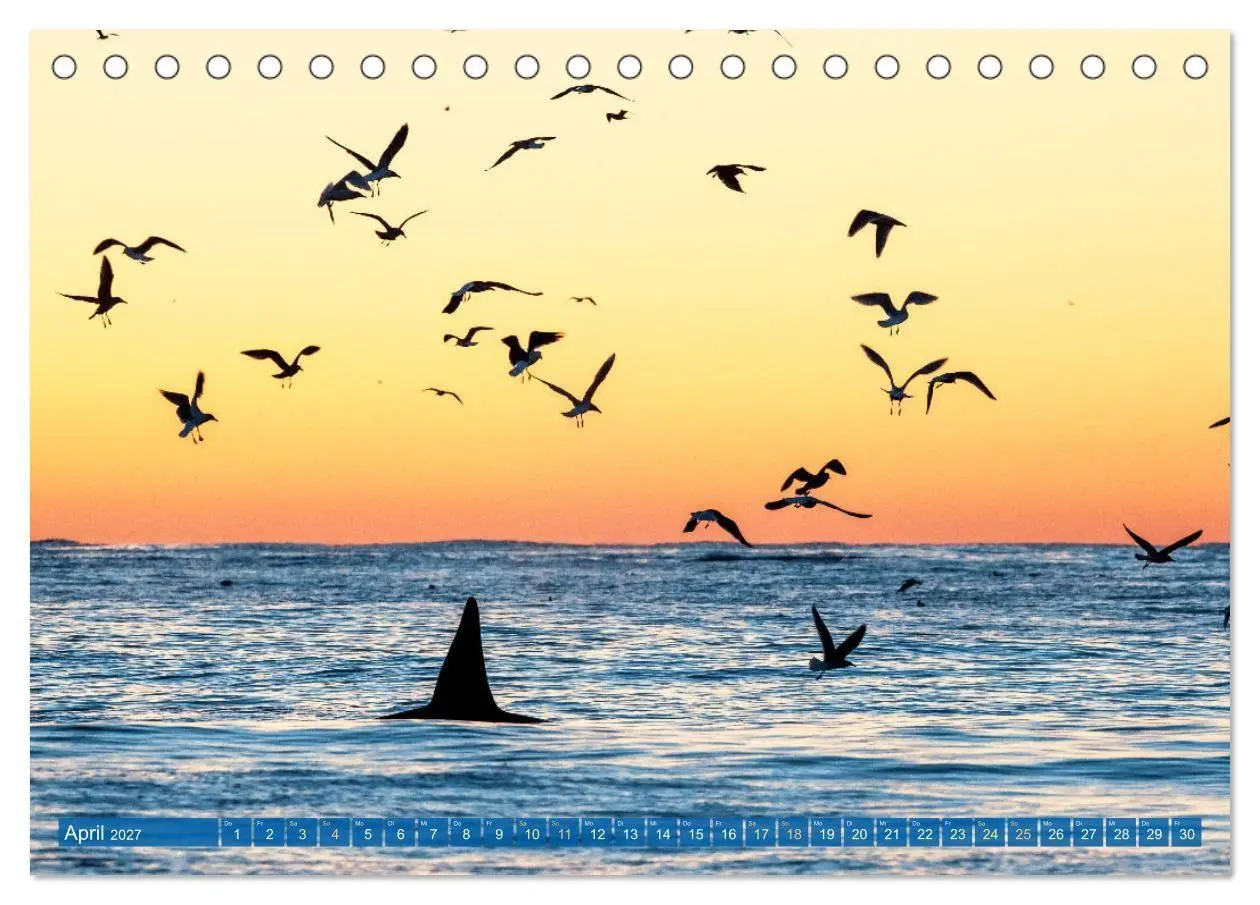 Bild: 9783569246119 | Orcas: Schwarz-weiße Giganten (Tischkalender 2027 DIN A5 quer),...