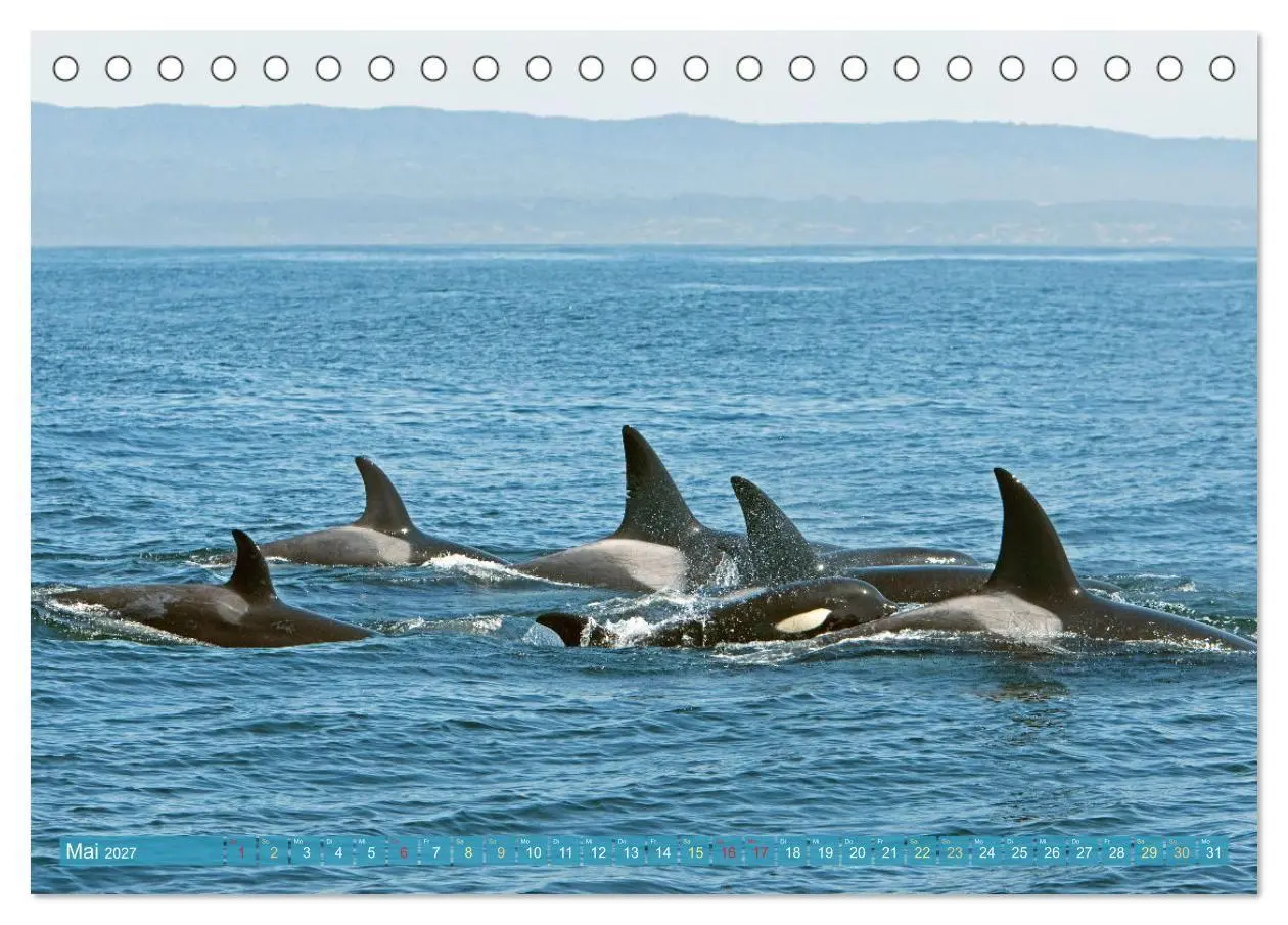 Bild: 9783569246119 | Orcas: Schwarz-weiße Giganten (Tischkalender 2027 DIN A5 quer),...