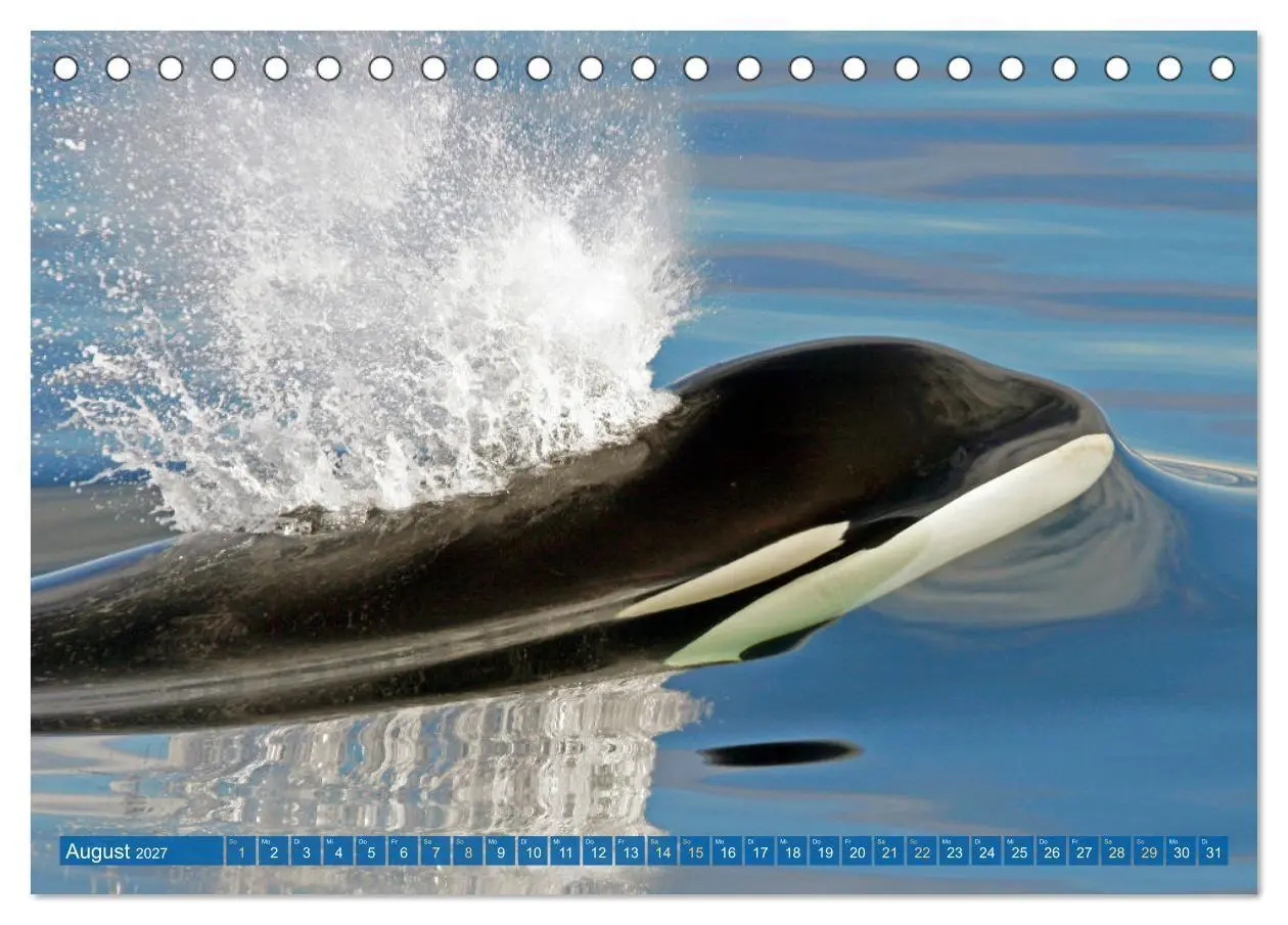 Bild: 9783569246119 | Orcas: Schwarz-weiße Giganten (Tischkalender 2027 DIN A5 quer),...