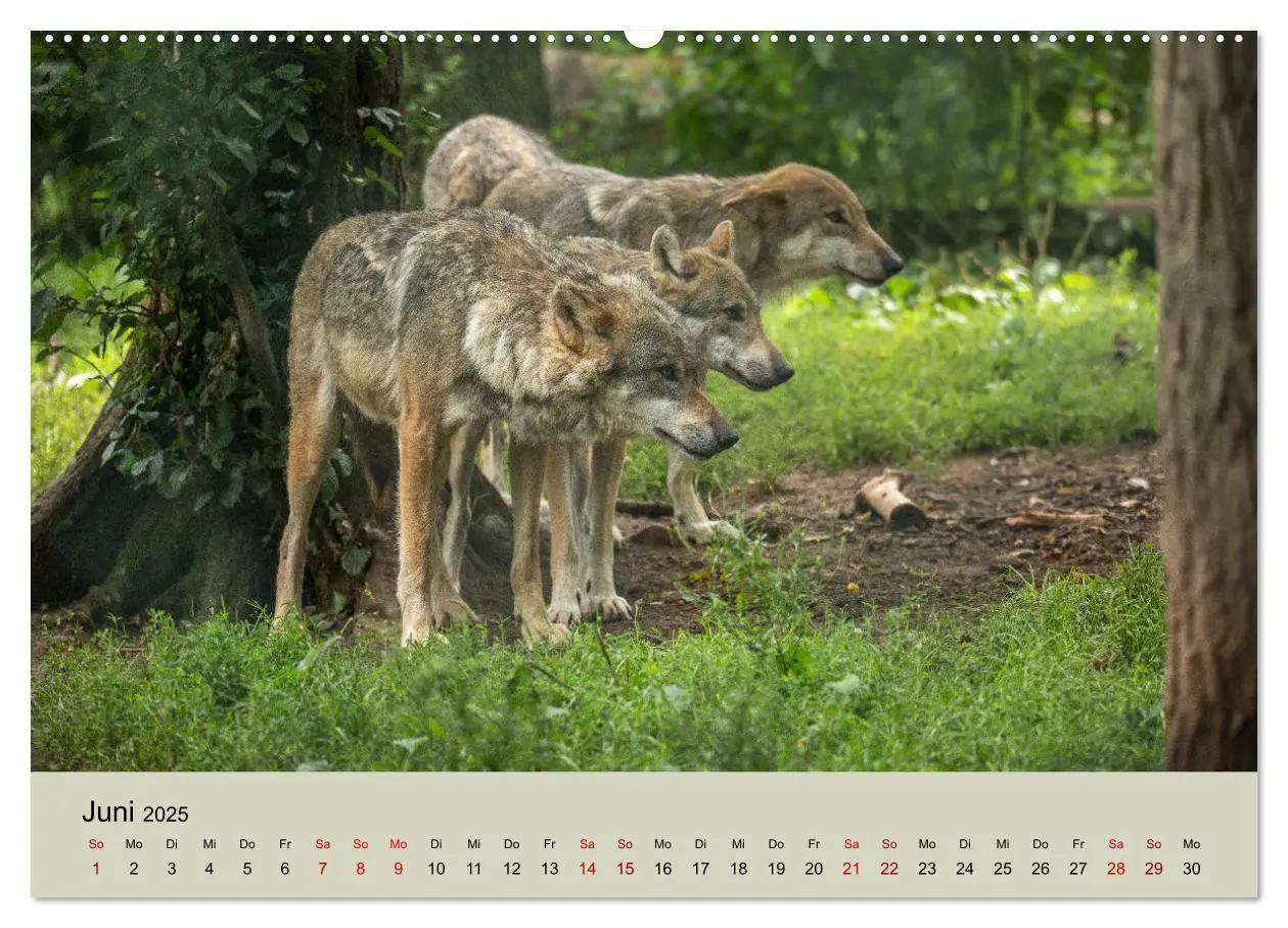 Bild: 9783435346219 | Wolfsrudel (Wandkalender 2025 DIN A2 quer), CALVENDO Monatskalender