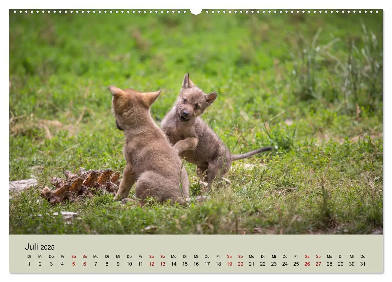 Bild: 9783435346219 | Wolfsrudel (Wandkalender 2025 DIN A2 quer), CALVENDO Monatskalender