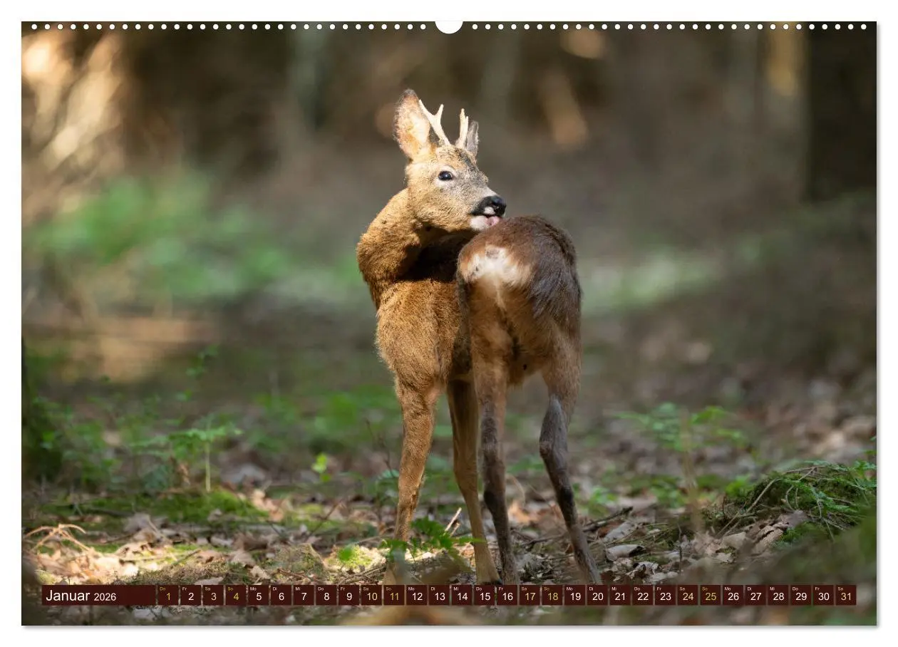 Bild: 9783457366219 | Zauberhafte Wesen - anmutiges Rehwild (Wandkalender 2026 DIN A2...