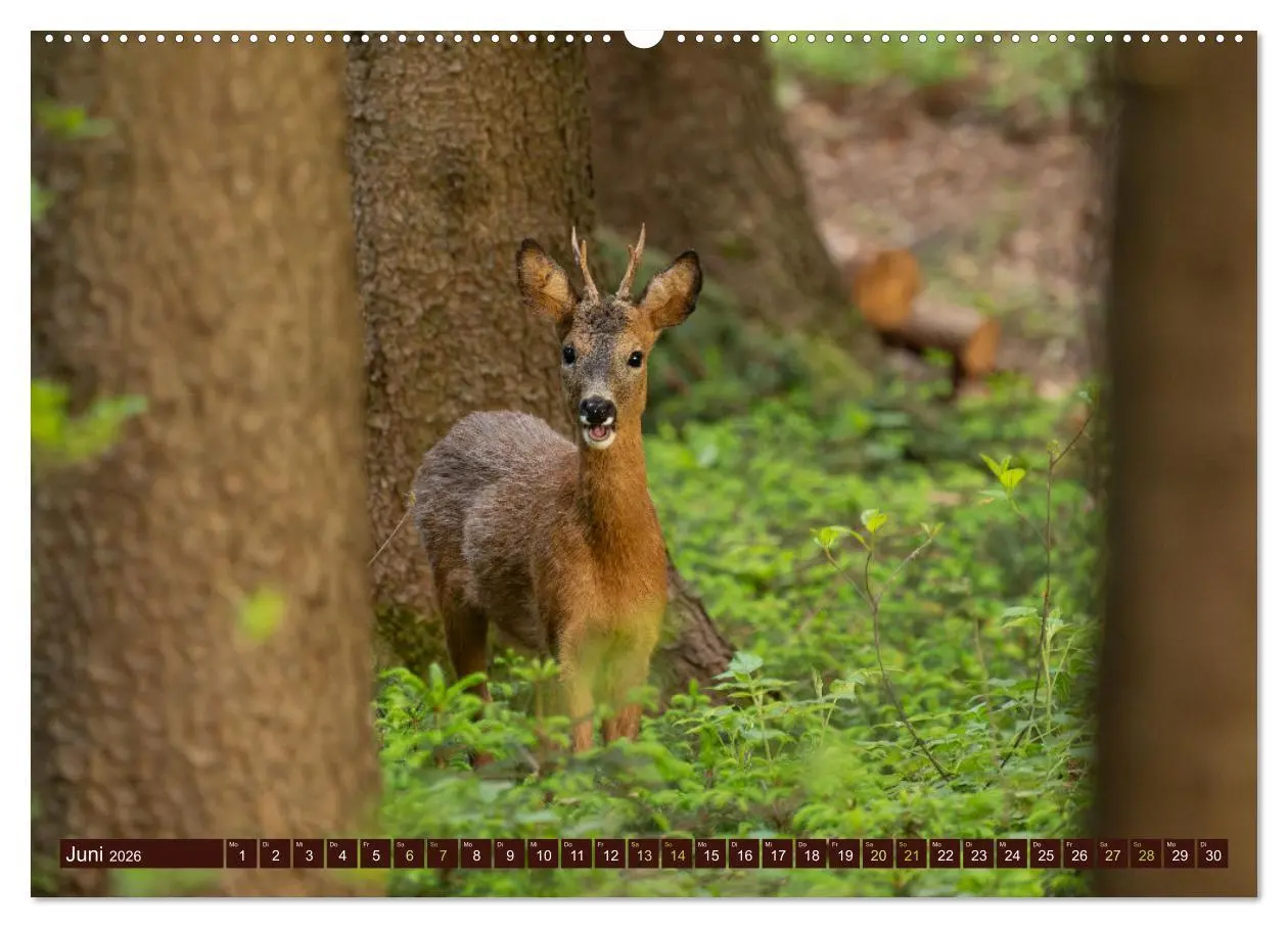 Bild: 9783457366219 | Zauberhafte Wesen - anmutiges Rehwild (Wandkalender 2026 DIN A2...
