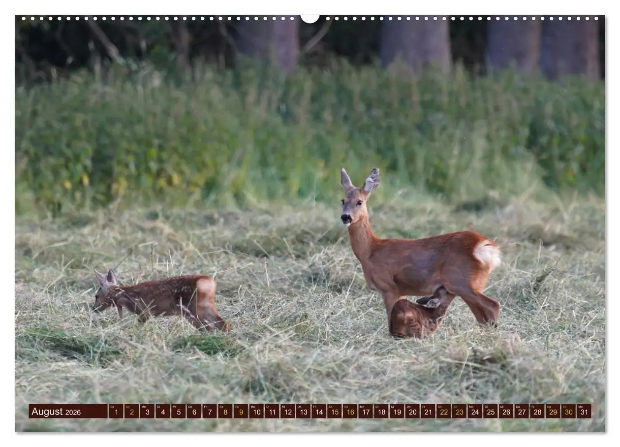 Bild: 9783457366219 | Zauberhafte Wesen - anmutiges Rehwild (Wandkalender 2026 DIN A2...