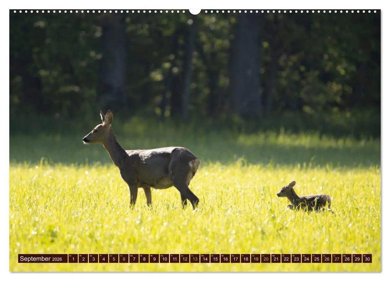 Bild: 9783457366219 | Zauberhafte Wesen - anmutiges Rehwild (Wandkalender 2026 DIN A2...