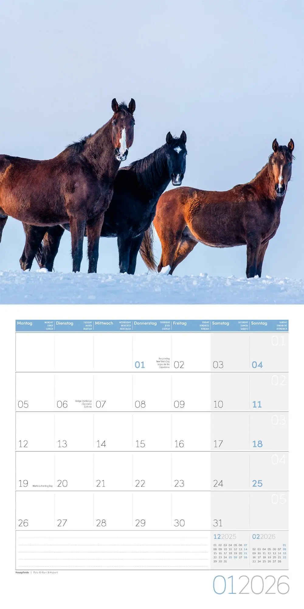Bild: 9783838446219 | Pferde Kalender 2026 - 30x30 | Ackermann Kunstverlag GmbH | Kalender