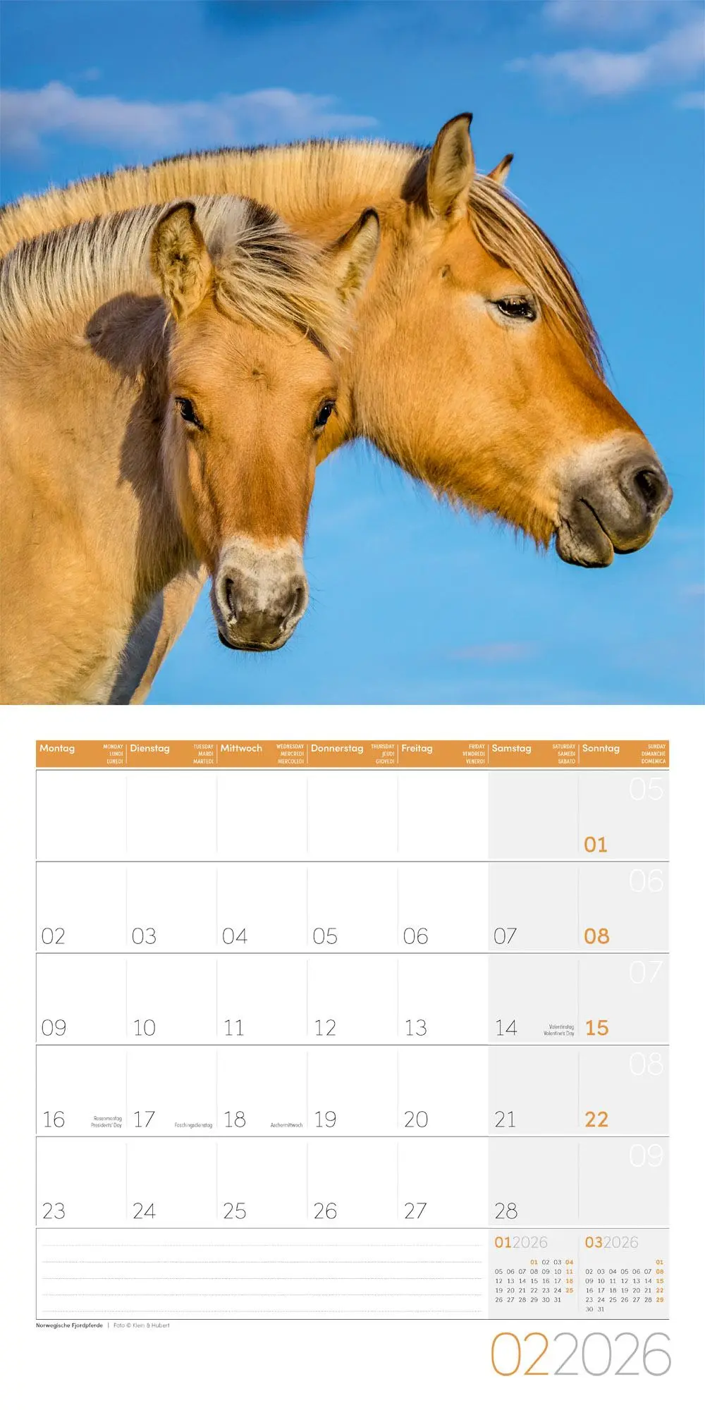 Bild: 9783838446219 | Pferde Kalender 2026 - 30x30 | Ackermann Kunstverlag GmbH | Kalender