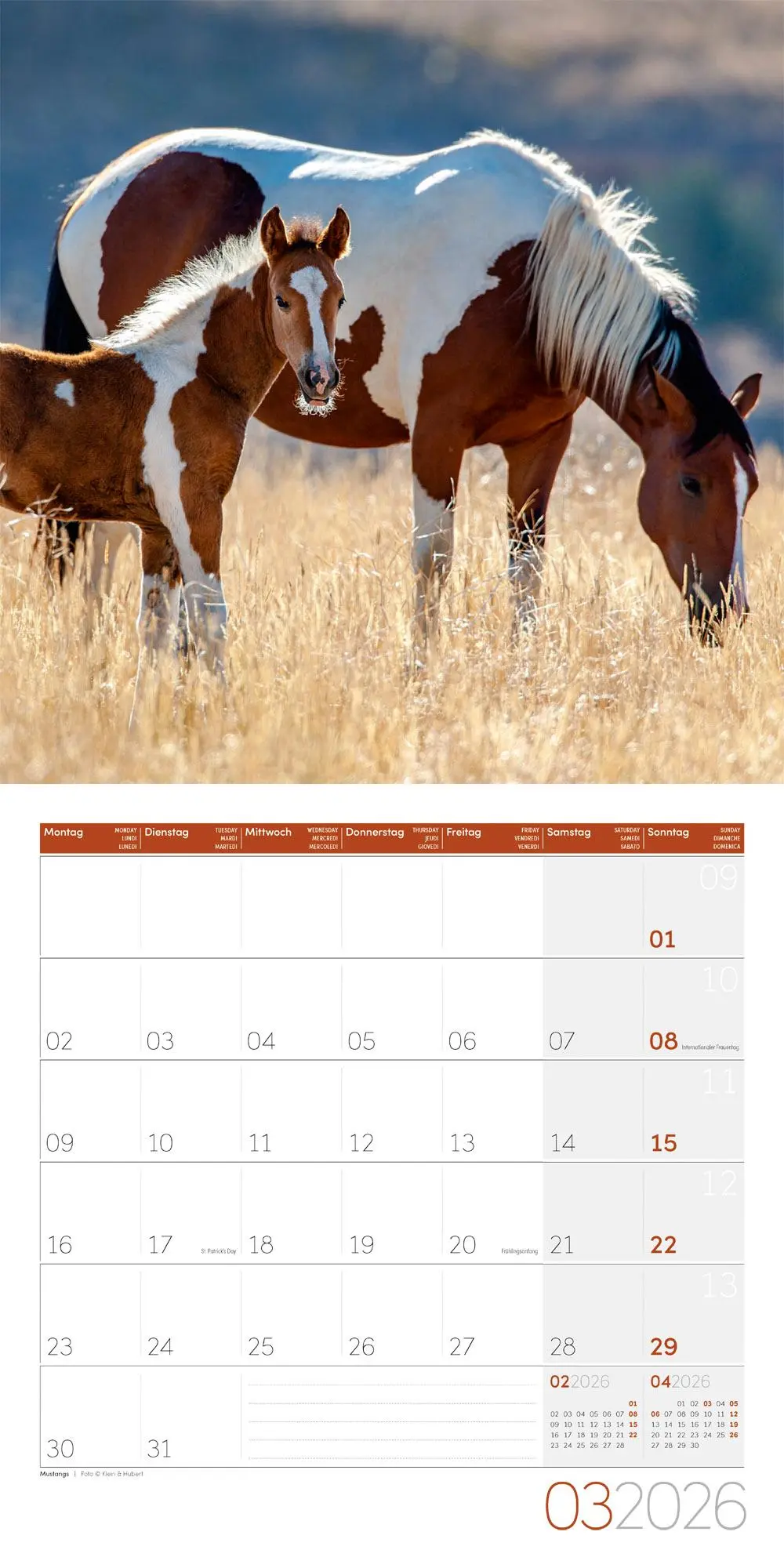 Bild: 9783838446219 | Pferde Kalender 2026 - 30x30 | Ackermann Kunstverlag GmbH | Kalender