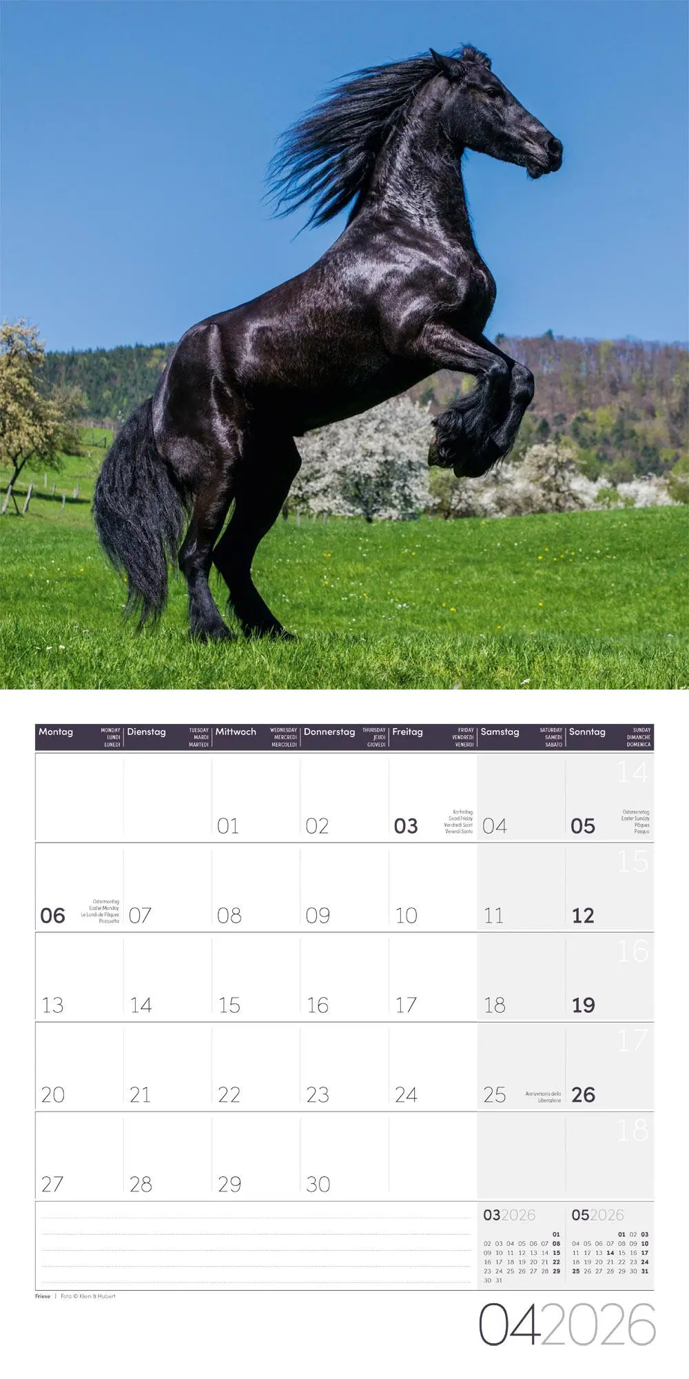 Bild: 9783838446219 | Pferde Kalender 2026 - 30x30 | Ackermann Kunstverlag GmbH | Kalender