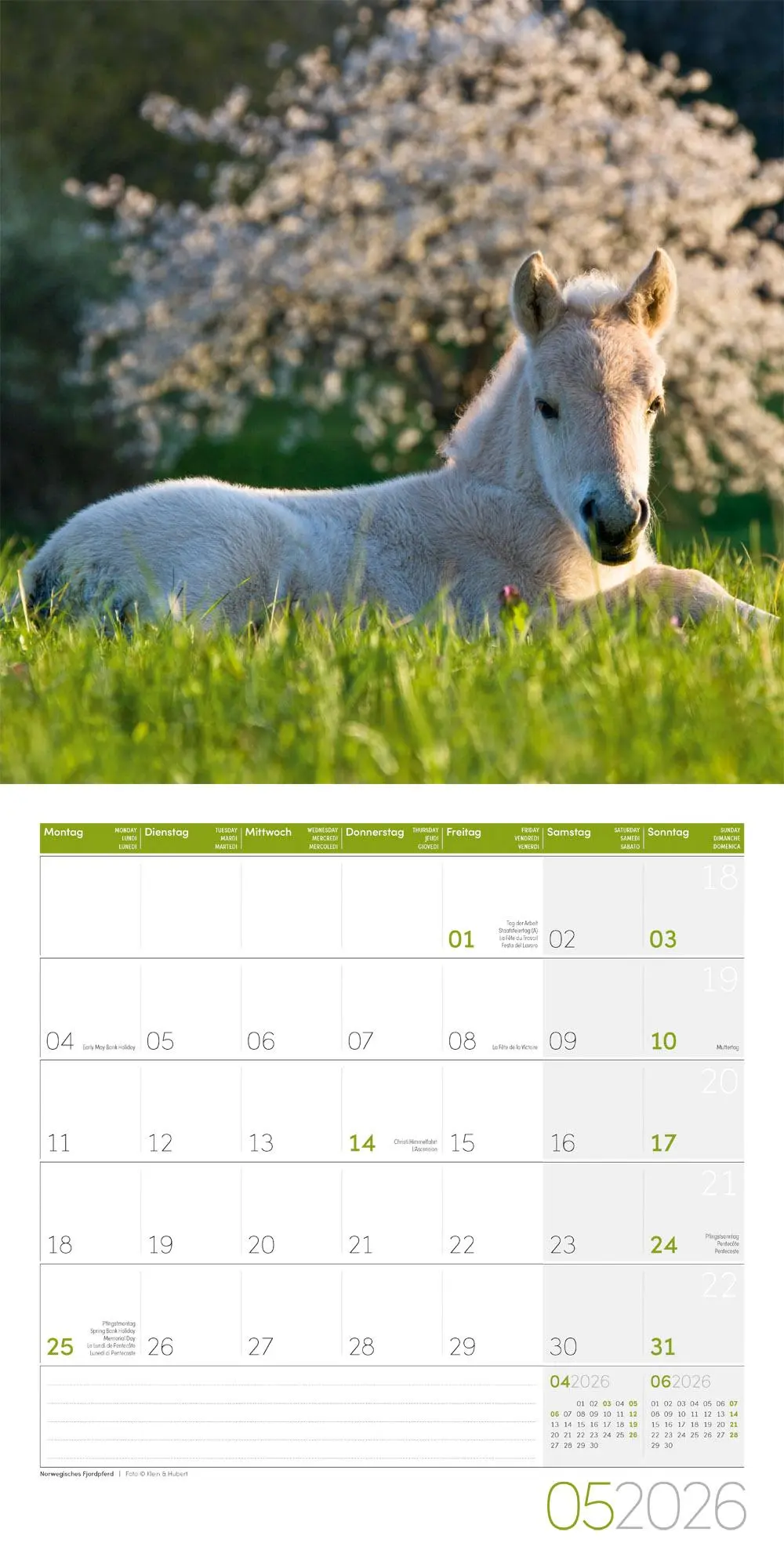 Bild: 9783838446219 | Pferde Kalender 2026 - 30x30 | Ackermann Kunstverlag GmbH | Kalender
