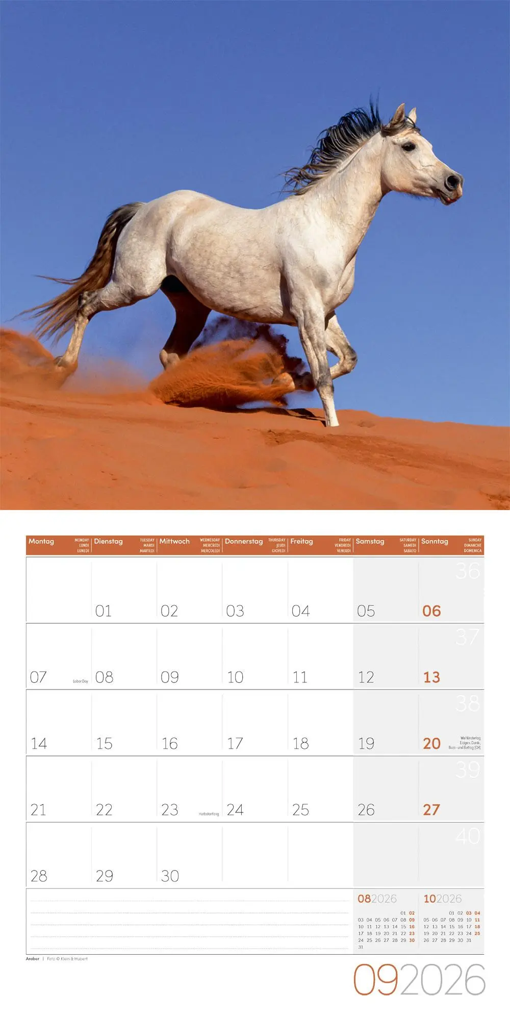 Bild: 9783838446219 | Pferde Kalender 2026 - 30x30 | Ackermann Kunstverlag GmbH | Kalender