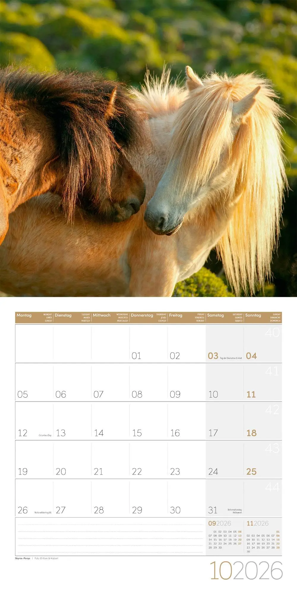 Bild: 9783838446219 | Pferde Kalender 2026 - 30x30 | Ackermann Kunstverlag GmbH | Kalender