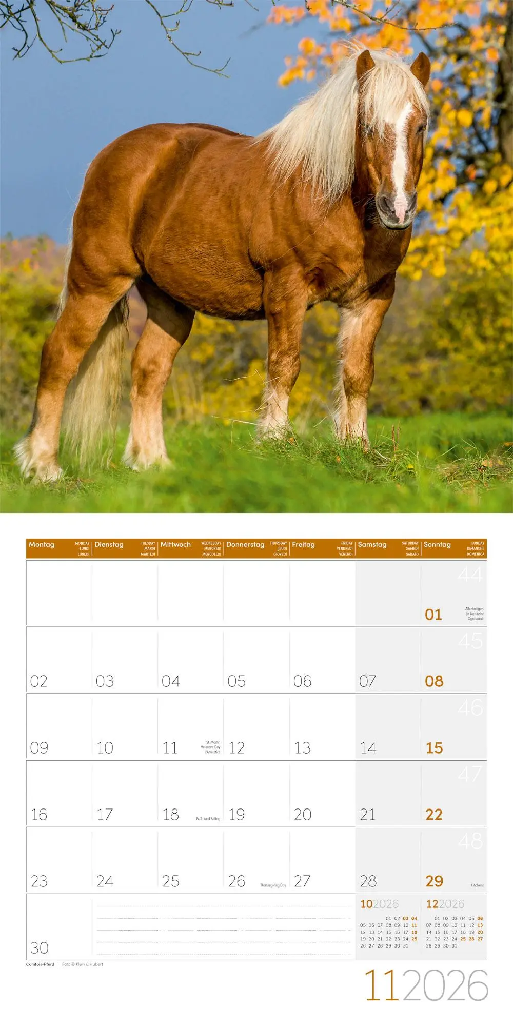 Bild: 9783838446219 | Pferde Kalender 2026 - 30x30 | Ackermann Kunstverlag GmbH | Kalender