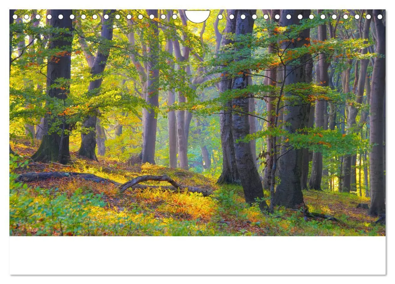 Bild: 9783435266319 | Sassnitz und die Kreideküste - Herbstimpressionen vom Hochuferweg...