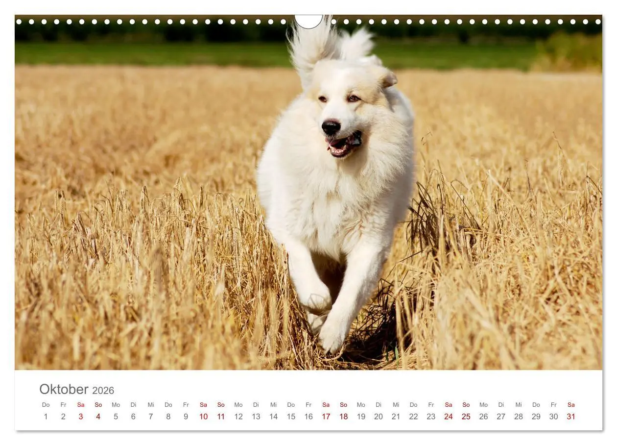Bild: 9783457636619 | Pyrenäenberghunde (Wandkalender 2026 DIN A3 quer), CALVENDO...