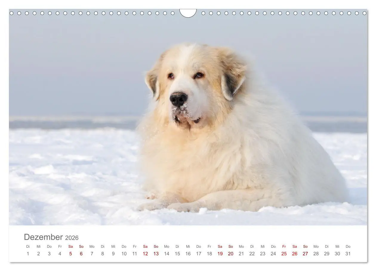 Bild: 9783457636619 | Pyrenäenberghunde (Wandkalender 2026 DIN A3 quer), CALVENDO...