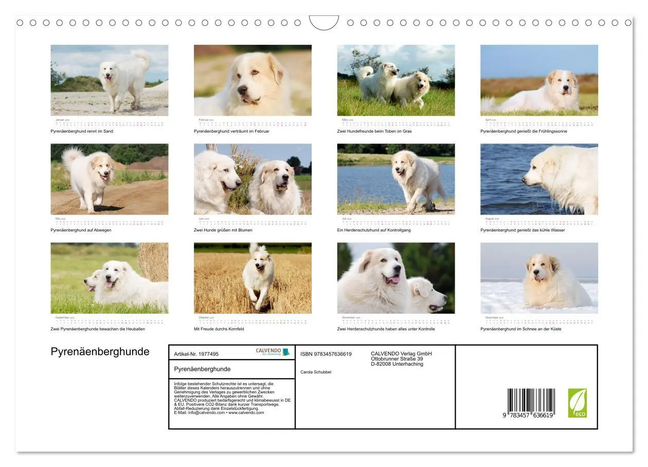 Bild: 9783457636619 | Pyrenäenberghunde (Wandkalender 2026 DIN A3 quer), CALVENDO...