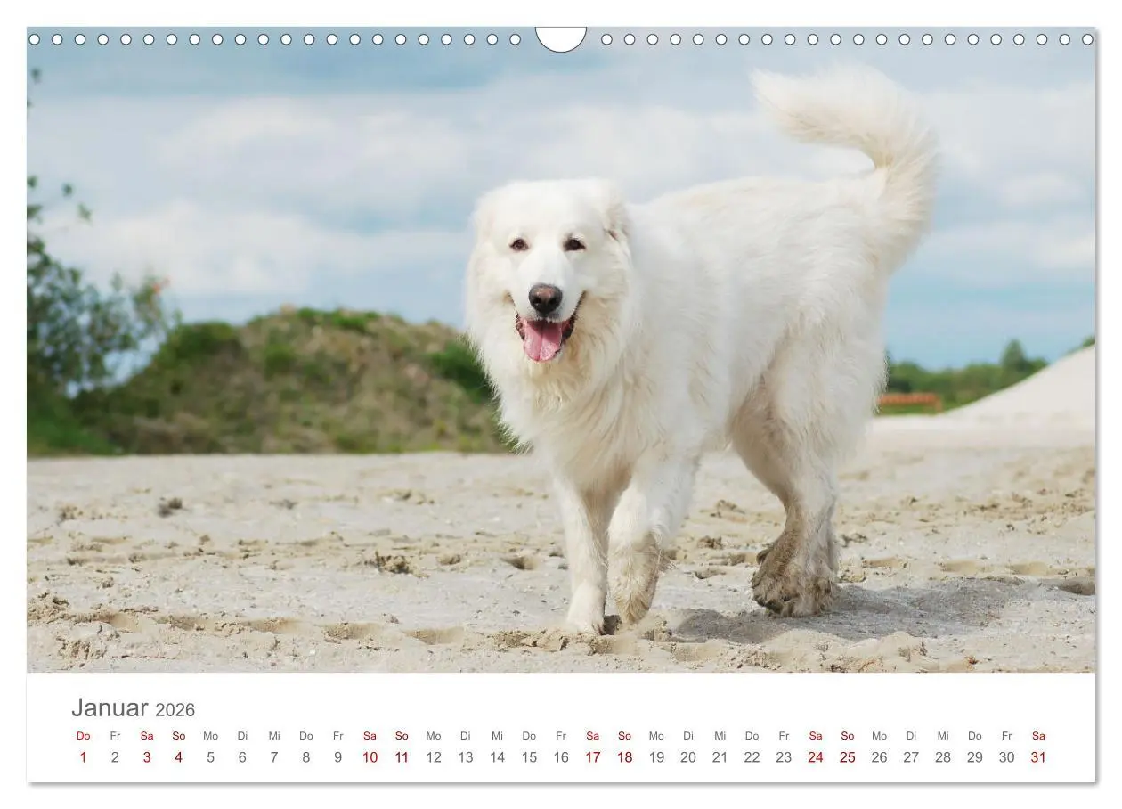 Bild: 9783457636619 | Pyrenäenberghunde (Wandkalender 2026 DIN A3 quer), CALVENDO...