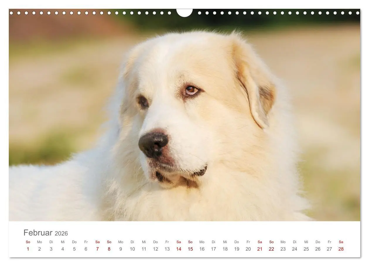 Bild: 9783457636619 | Pyrenäenberghunde (Wandkalender 2026 DIN A3 quer), CALVENDO...