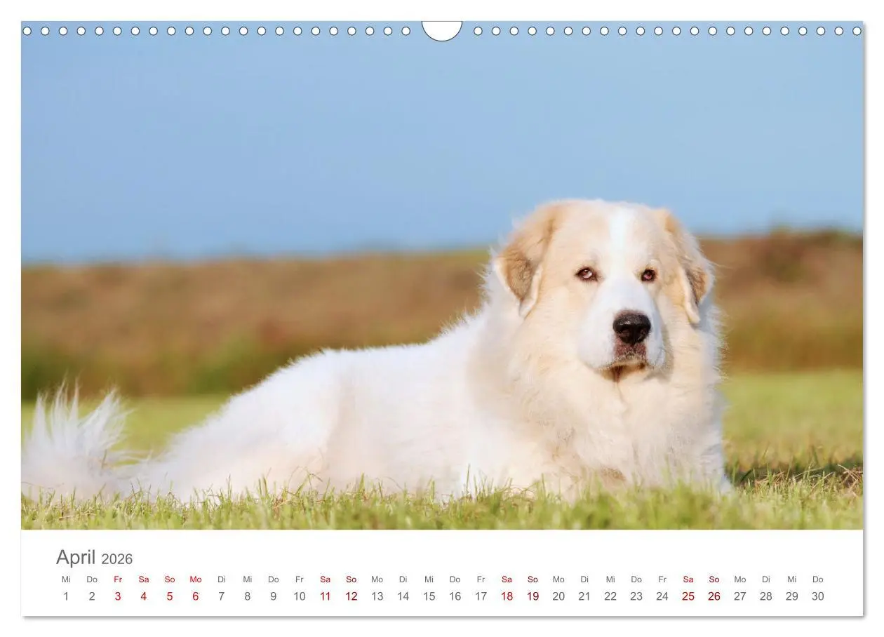 Bild: 9783457636619 | Pyrenäenberghunde (Wandkalender 2026 DIN A3 quer), CALVENDO...