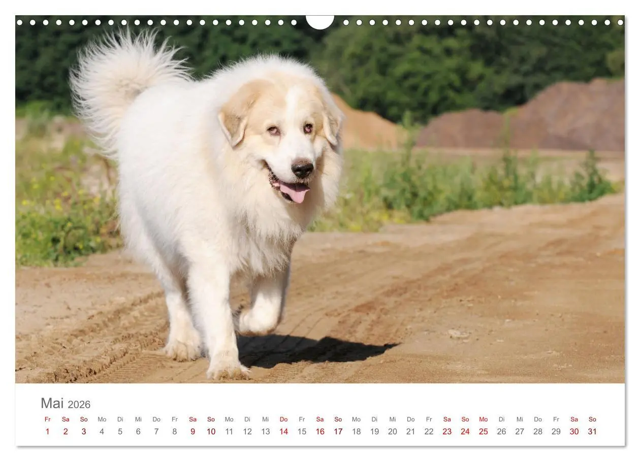 Bild: 9783457636619 | Pyrenäenberghunde (Wandkalender 2026 DIN A3 quer), CALVENDO...