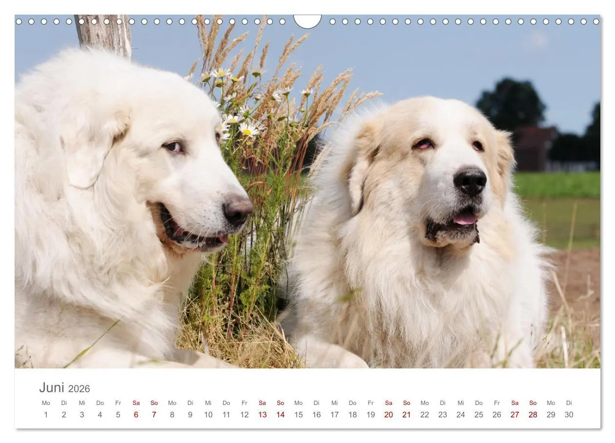 Bild: 9783457636619 | Pyrenäenberghunde (Wandkalender 2026 DIN A3 quer), CALVENDO...