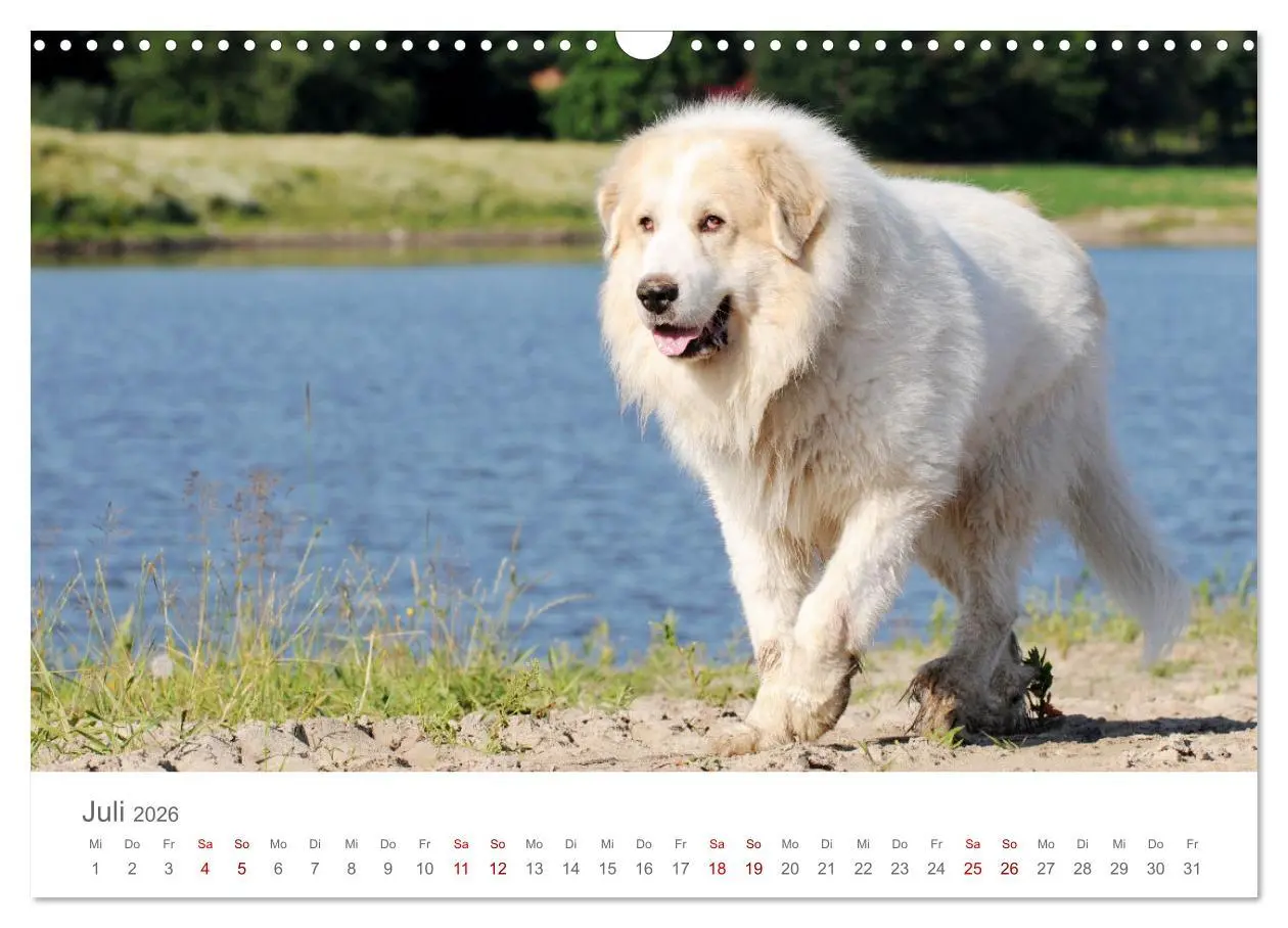 Bild: 9783457636619 | Pyrenäenberghunde (Wandkalender 2026 DIN A3 quer), CALVENDO...