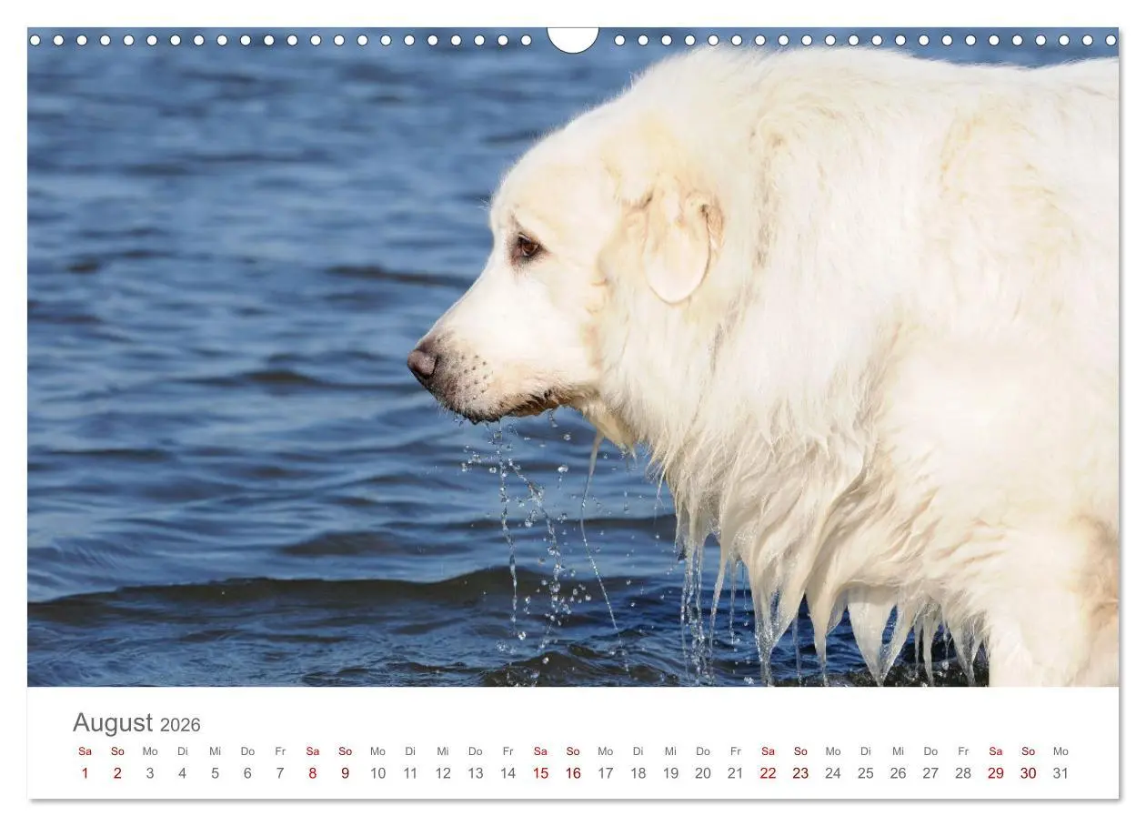 Bild: 9783457636619 | Pyrenäenberghunde (Wandkalender 2026 DIN A3 quer), CALVENDO...
