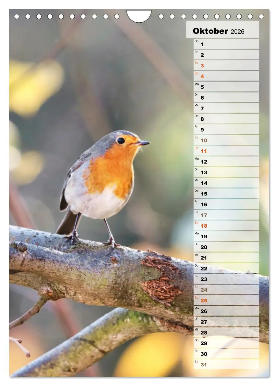 Bild: 9783516326819 | Niedliche Rotkehlchen (Wandkalender 2026 DIN A4 hoch), CALVENDO...