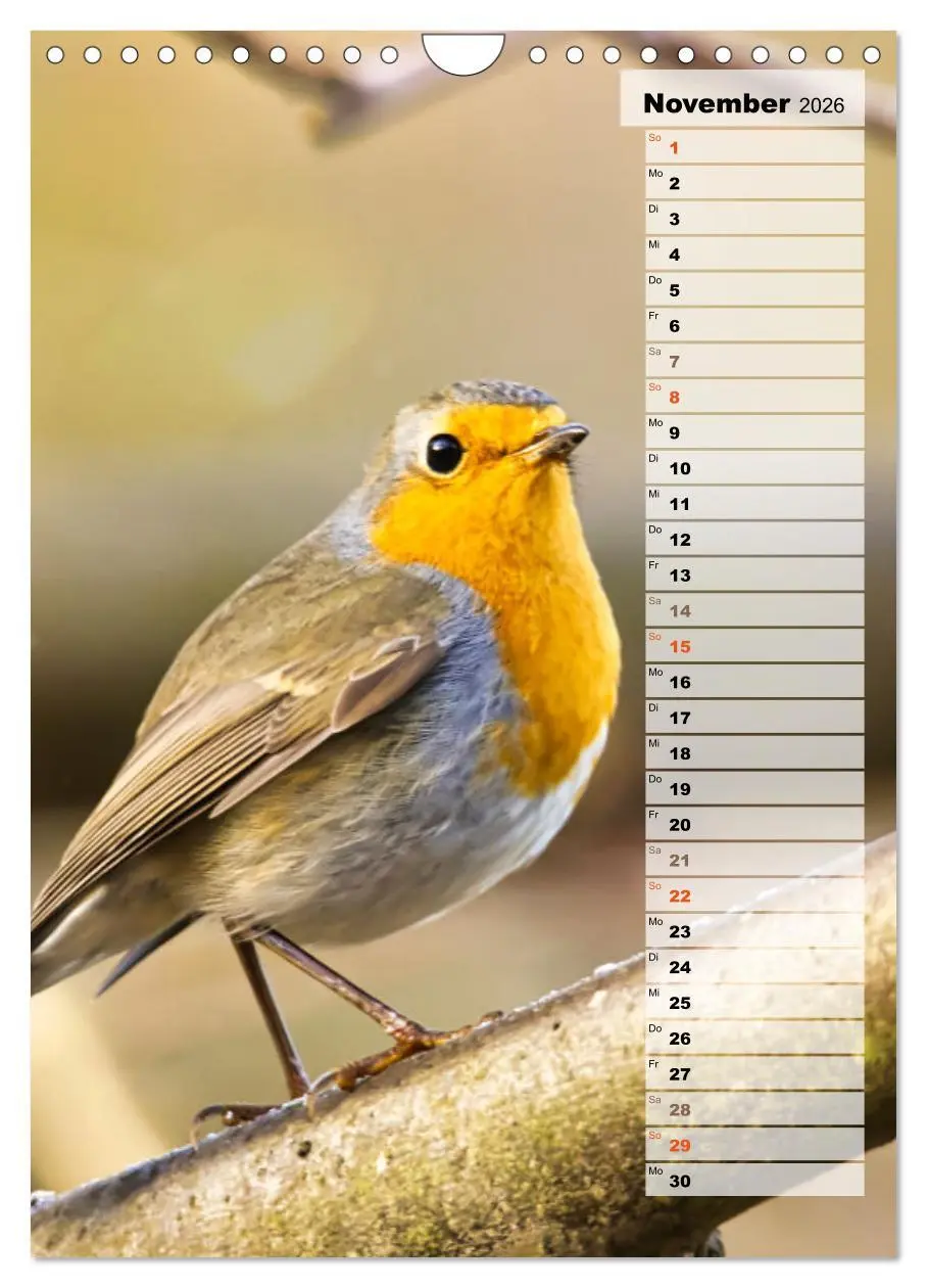 Bild: 9783516326819 | Niedliche Rotkehlchen (Wandkalender 2026 DIN A4 hoch), CALVENDO...