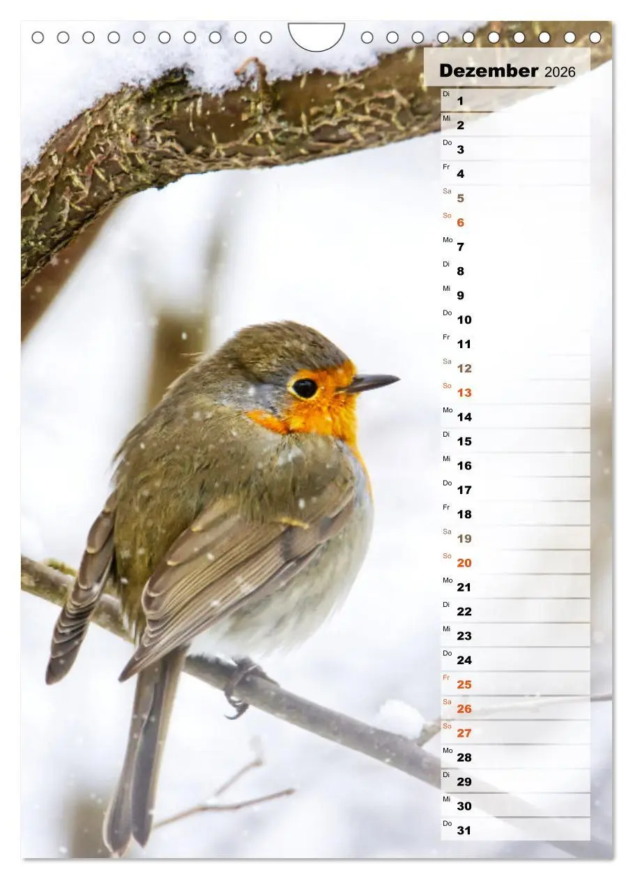 Bild: 9783516326819 | Niedliche Rotkehlchen (Wandkalender 2026 DIN A4 hoch), CALVENDO...