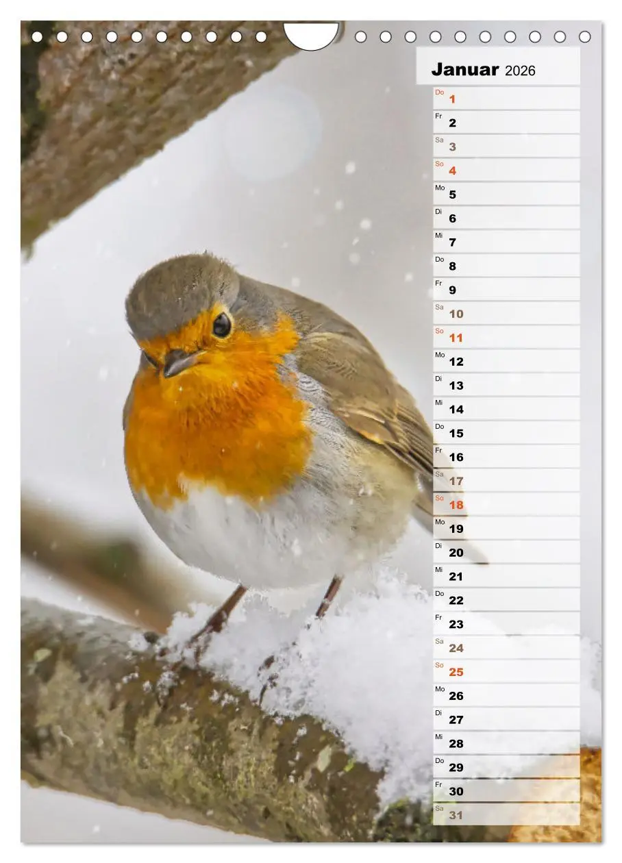 Bild: 9783516326819 | Niedliche Rotkehlchen (Wandkalender 2026 DIN A4 hoch), CALVENDO...