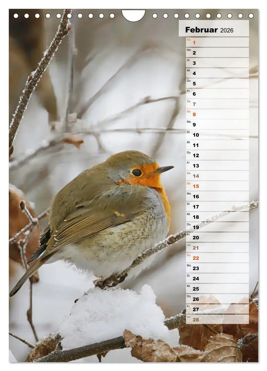 Bild: 9783516326819 | Niedliche Rotkehlchen (Wandkalender 2026 DIN A4 hoch), CALVENDO...