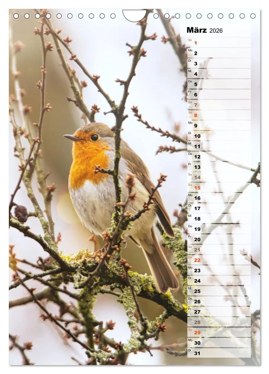 Bild: 9783516326819 | Niedliche Rotkehlchen (Wandkalender 2026 DIN A4 hoch), CALVENDO...