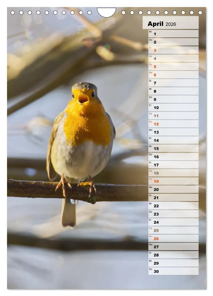 Bild: 9783516326819 | Niedliche Rotkehlchen (Wandkalender 2026 DIN A4 hoch), CALVENDO...