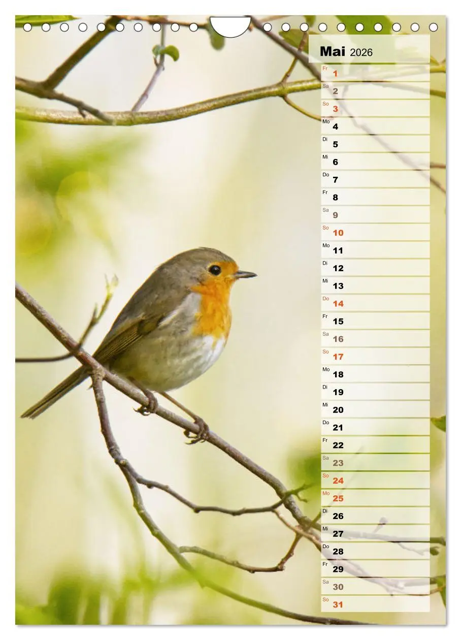 Bild: 9783516326819 | Niedliche Rotkehlchen (Wandkalender 2026 DIN A4 hoch), CALVENDO...