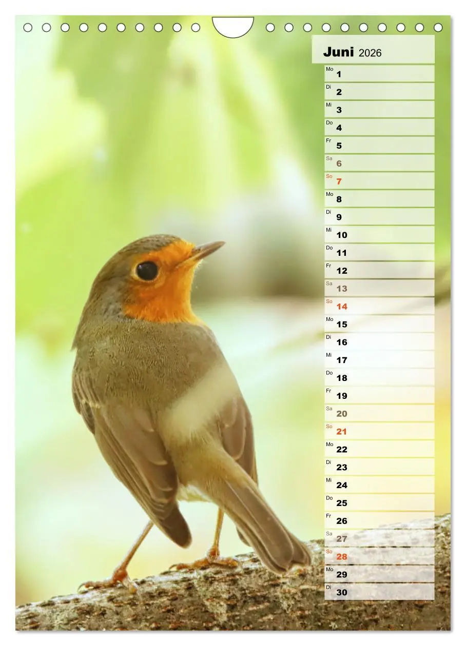 Bild: 9783516326819 | Niedliche Rotkehlchen (Wandkalender 2026 DIN A4 hoch), CALVENDO...