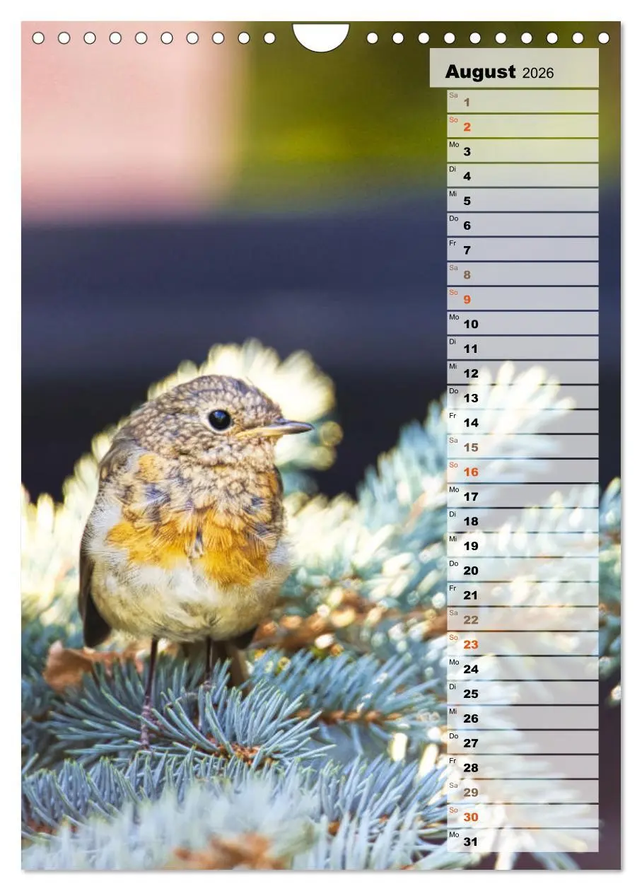 Bild: 9783516326819 | Niedliche Rotkehlchen (Wandkalender 2026 DIN A4 hoch), CALVENDO...