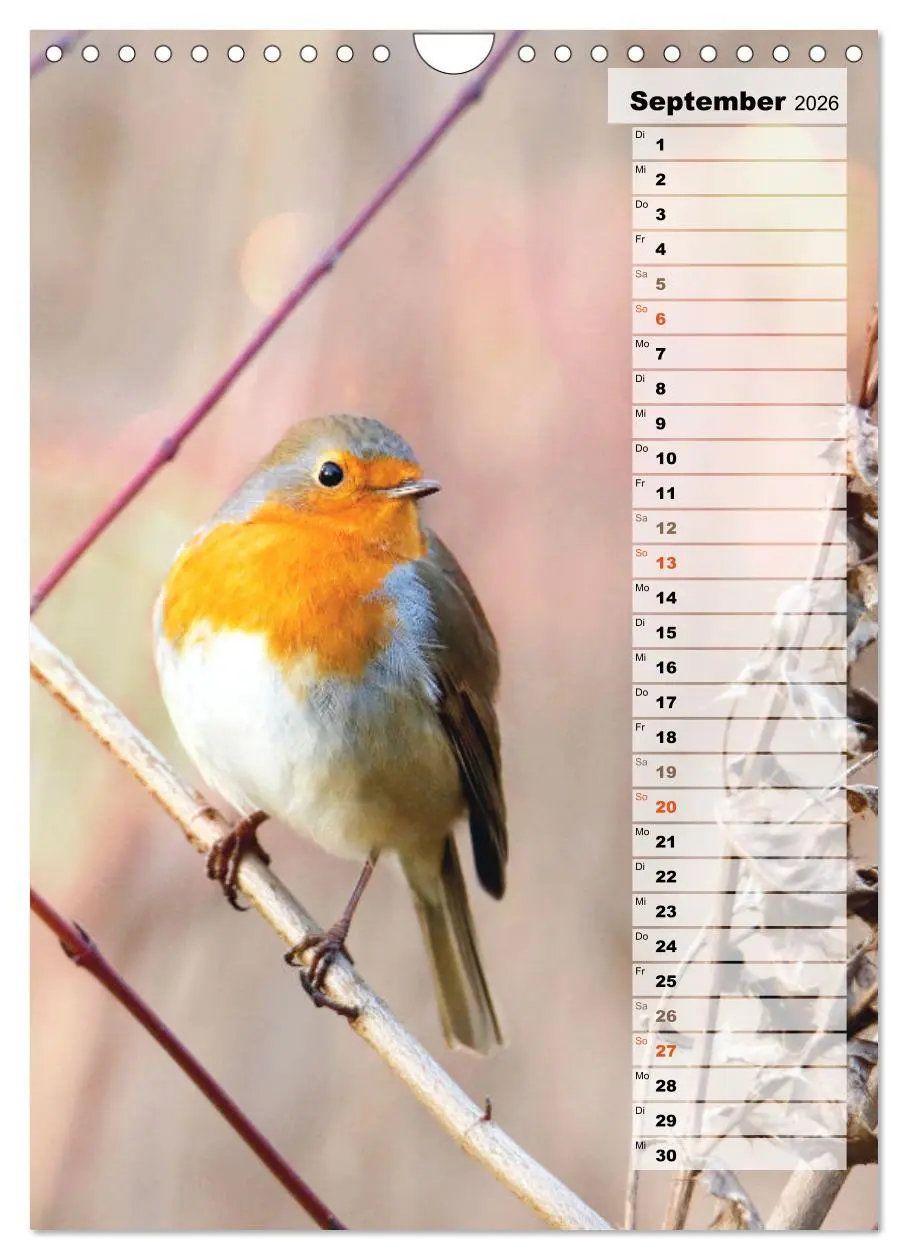 Bild: 9783516326819 | Niedliche Rotkehlchen (Wandkalender 2026 DIN A4 hoch), CALVENDO...