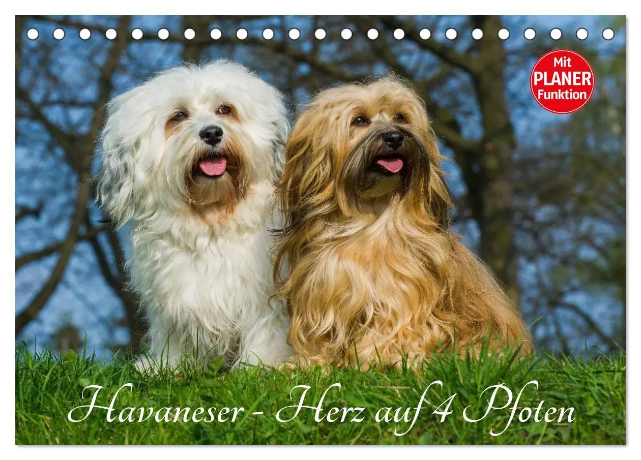Cover: 9783516006919 | Havaneser - Herz auf 4 Pfoten (Tischkalender 2026 DIN A5 quer),...