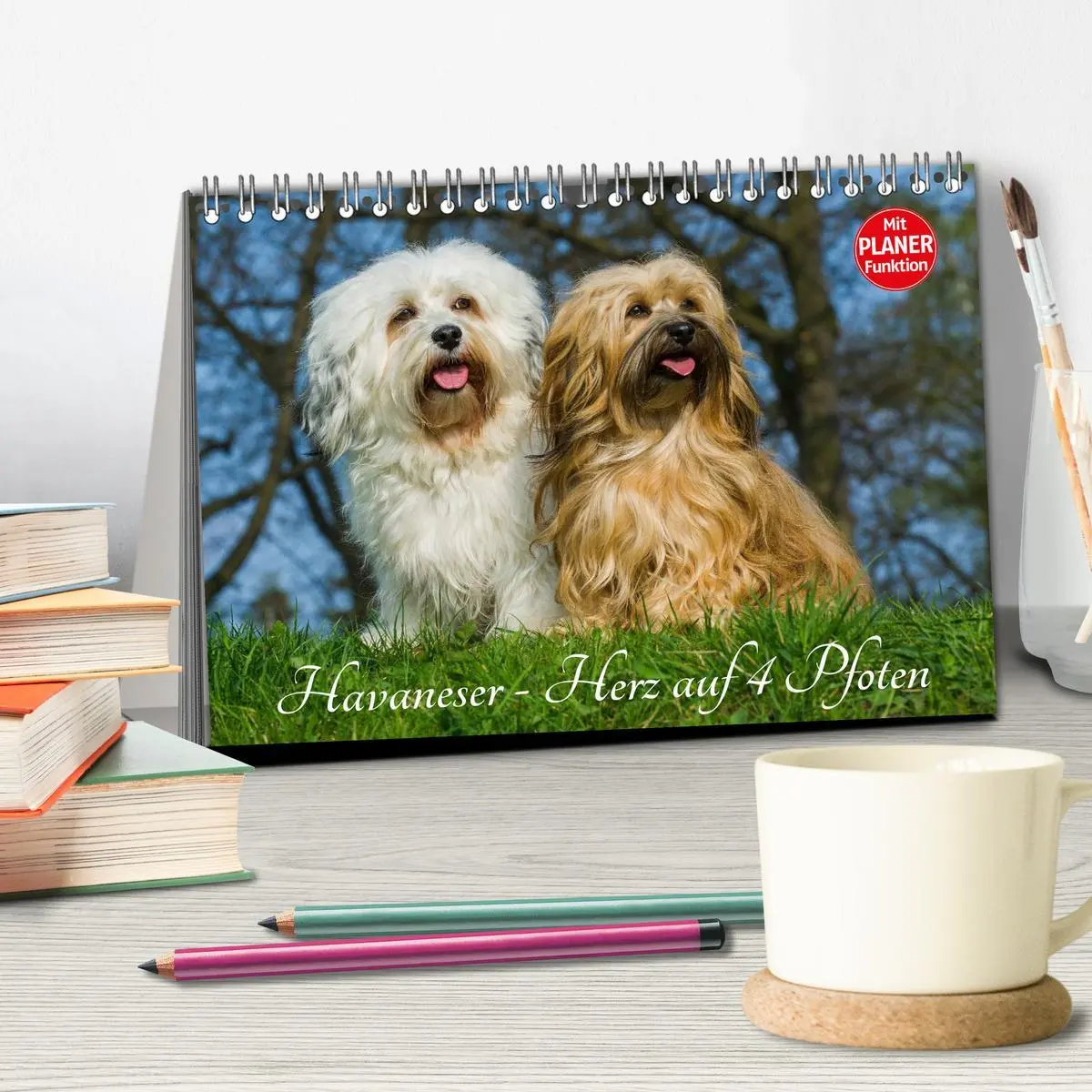 Bild: 9783516006919 | Havaneser - Herz auf 4 Pfoten (Tischkalender 2026 DIN A5 quer),...