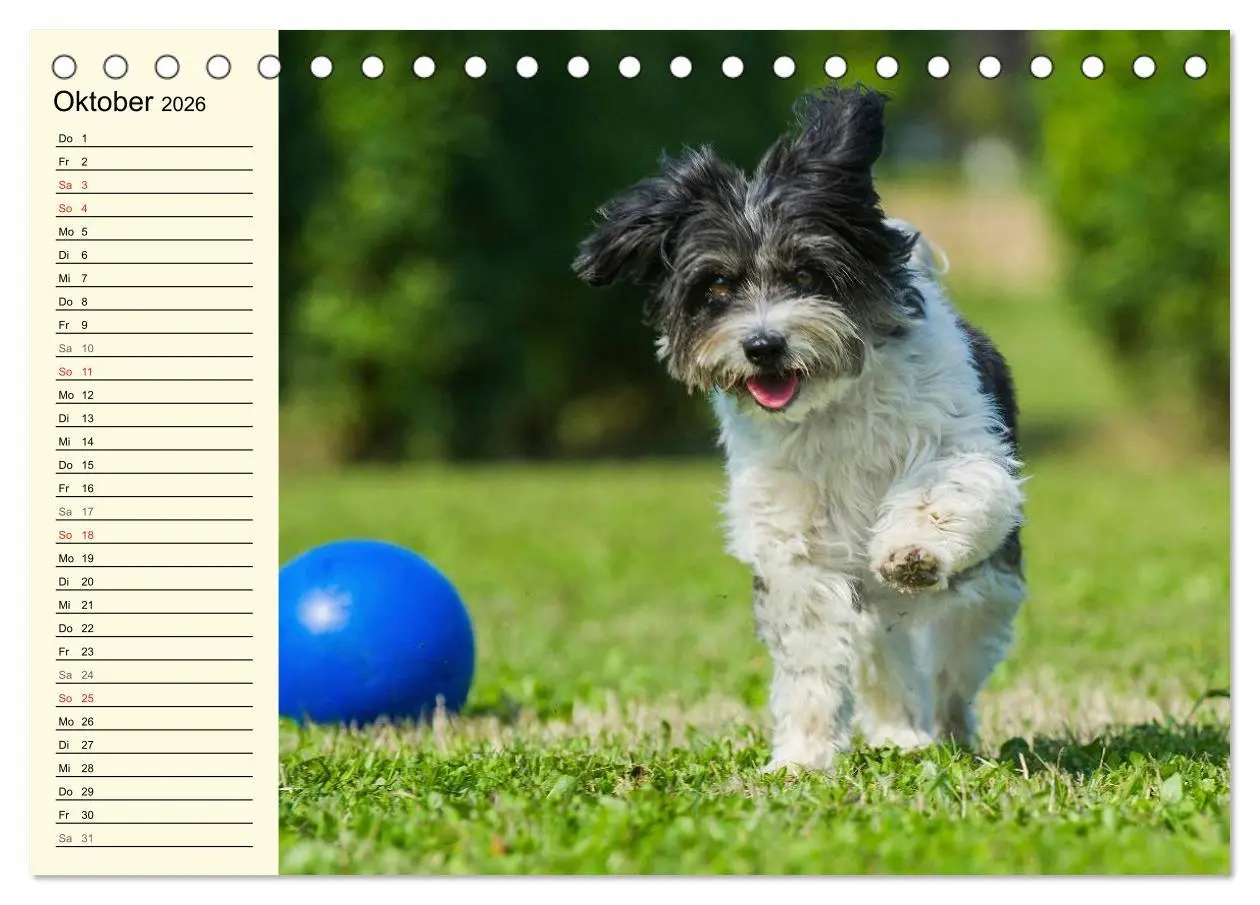 Bild: 9783516006919 | Havaneser - Herz auf 4 Pfoten (Tischkalender 2026 DIN A5 quer),...