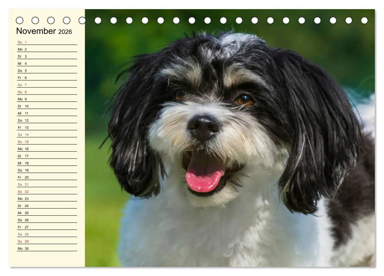 Bild: 9783516006919 | Havaneser - Herz auf 4 Pfoten (Tischkalender 2026 DIN A5 quer),...