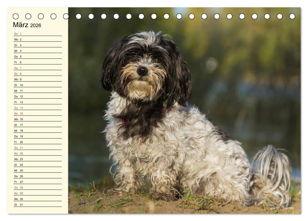 Bild: 9783516006919 | Havaneser - Herz auf 4 Pfoten (Tischkalender 2026 DIN A5 quer),...