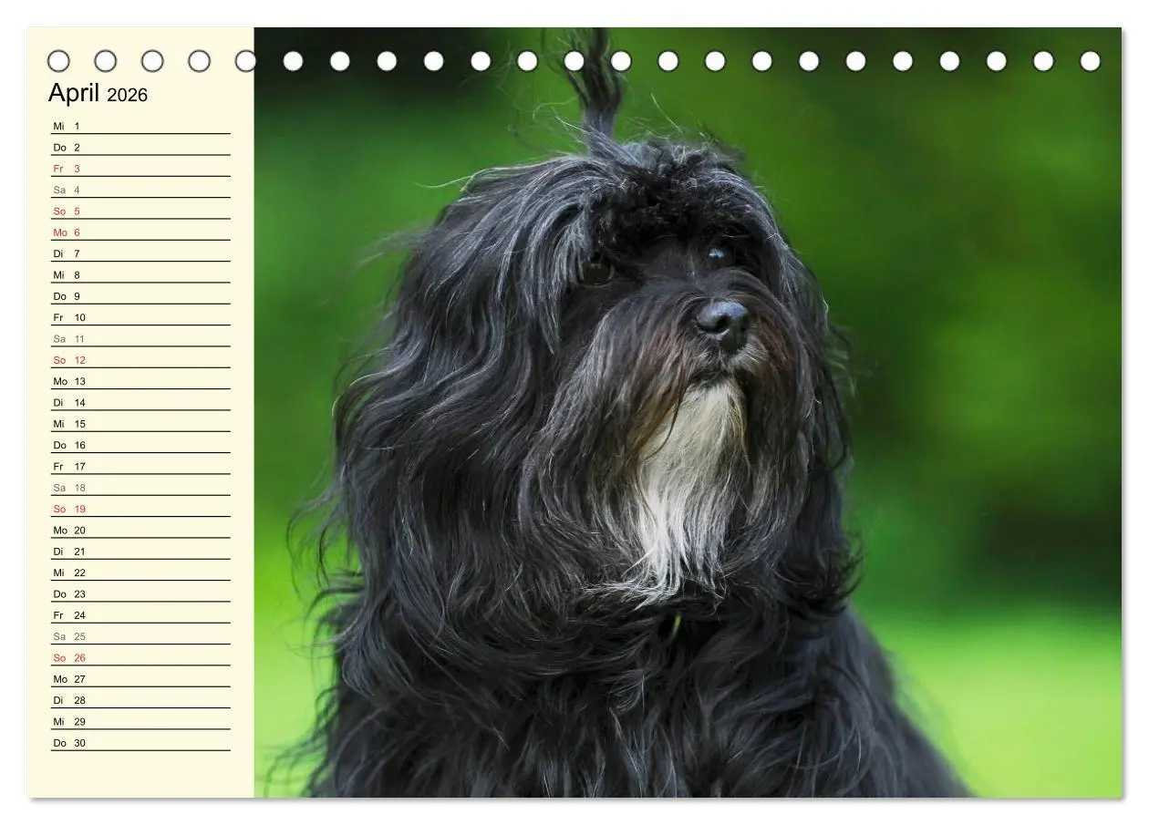 Bild: 9783516006919 | Havaneser - Herz auf 4 Pfoten (Tischkalender 2026 DIN A5 quer),...