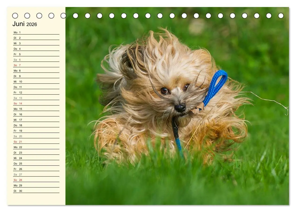 Bild: 9783516006919 | Havaneser - Herz auf 4 Pfoten (Tischkalender 2026 DIN A5 quer),...