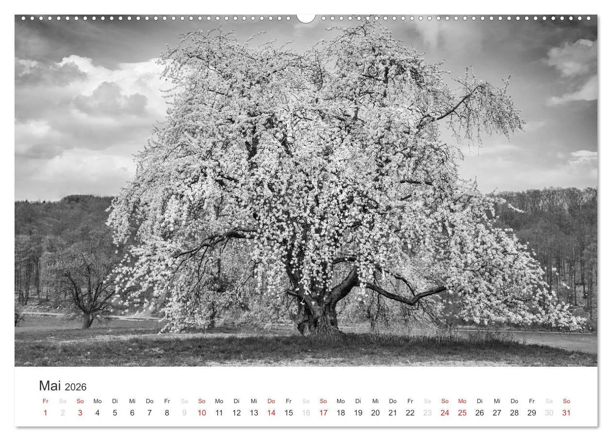 Bild: 9783516117219 | Bäume - Naturschönheiten in schwarz-weiß (hochwertiger Premium...