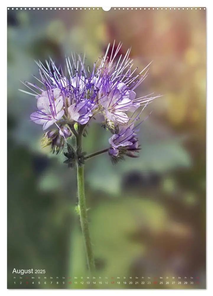 Bild: 9783457017319 | NATUR PUR Kleine Blumen am Wegesrand (Wandkalender 2025 DIN A2...