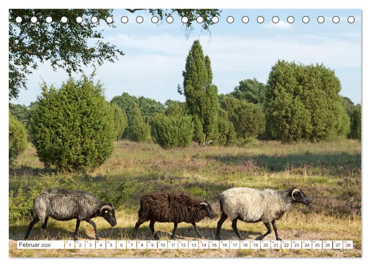 Bild: 9783457627419 | Die Lüneburger Heide - Ausflugsziel im Norden (Tischkalender 2026...